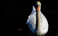 Swan [2] wallpaper 2560x1600 jpg