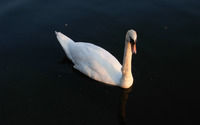Swan [3] wallpaper 2560x1600 jpg