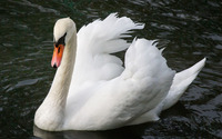 Swan [5] wallpaper 2560x1600 jpg