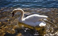 Swan on the clear lake wallpaper 1920x1080 jpg