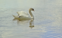 Swan on the lake [3] wallpaper 1920x1200 jpg