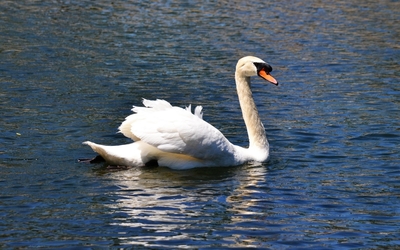 Swan on the lake [2] wallpaper