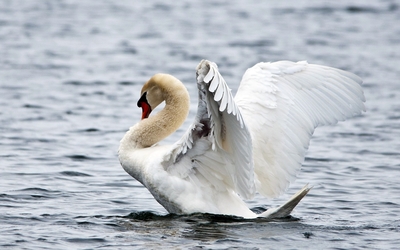 Swan ready to fly wallpaper