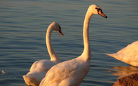 Swans [3] wallpaper 1920x1200 jpg