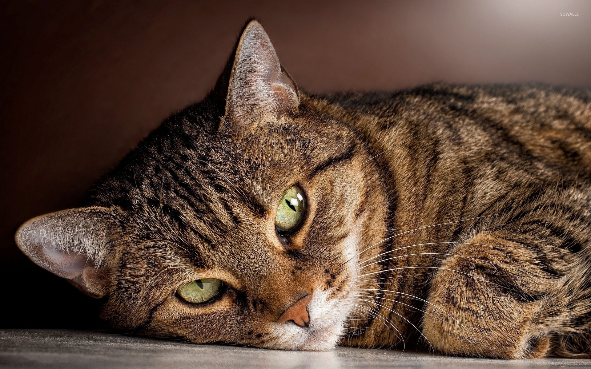 Tabby Cat Wallpaper Animal Wallpapers 42973 Tabby Cat Wallpaper Animal Wallpapers 42973