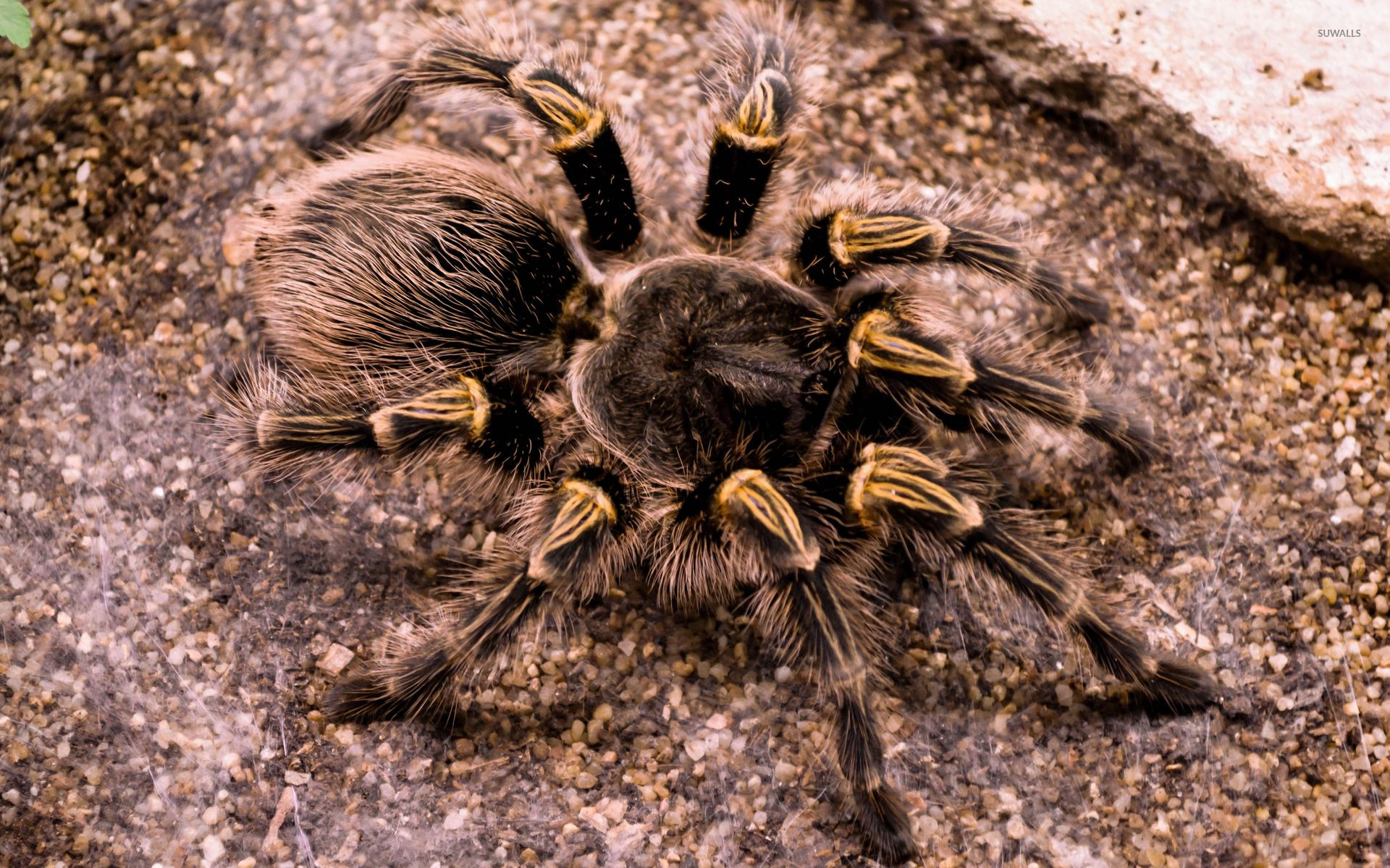 tarantula fangs wsd Wallpaper by gxp design | Society6