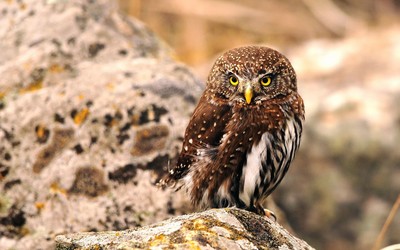Tawny owl wallpaper