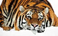 Tiger [3] wallpaper 1920x1080 jpg