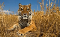 Tiger [17] wallpaper 2560x1440 jpg