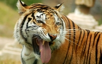 Tiger [15] wallpaper 2560x1600 jpg