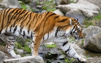 Tiger [27] wallpaper 2560x1600 jpg
