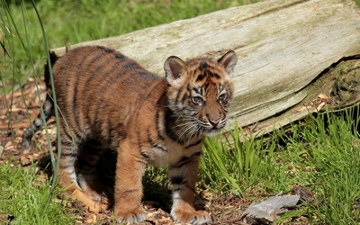 Tiger cub [2] wallpaper