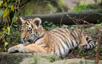 Tiger cub wallpaper 3840x2160 jpg