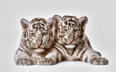Tiger cubs wallpaper