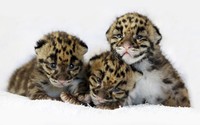 Tiger cubs [2] wallpaper 1920x1200 jpg