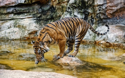 Tiger drinking water wallpaper