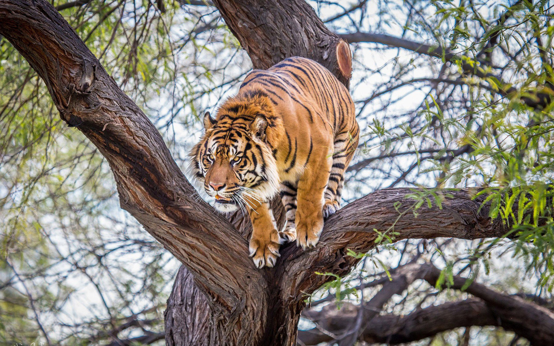 Tiger In A Tree