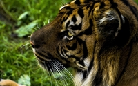 Tiger lying in the grass wallpaper 2560x1600 jpg