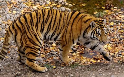 Tiger near the rocky pond wallpaper