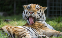 Tiger on the grass wallpaper 2560x1600 jpg