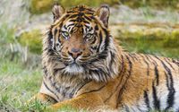 Tiger on the grass [2] wallpaper 2560x1600 jpg