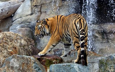 Tiger on the mossy rocks wallpaper