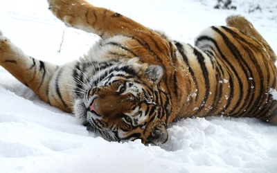Tiger playing in the snow wallpaper
