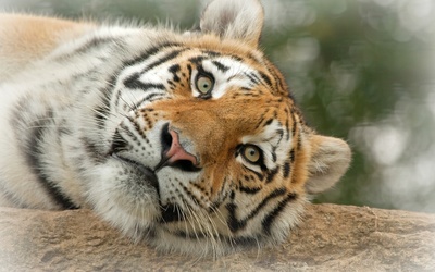 Tiger resting on a rock wallpaper