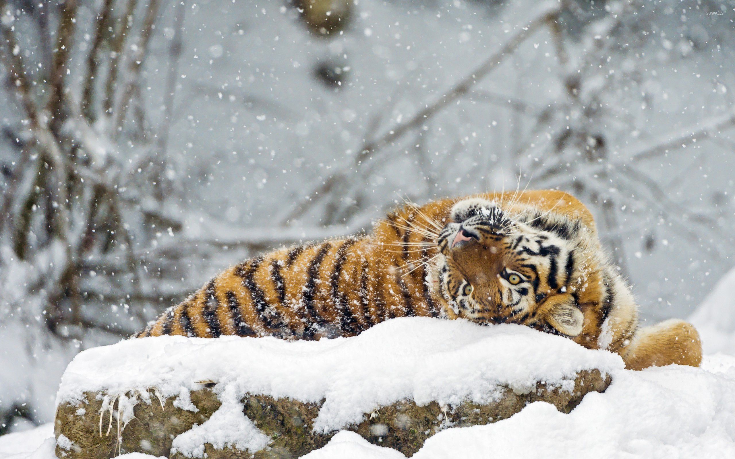 природа животные белый зима снег загрузить