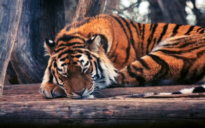 Tiger sleeping on logs wallpaper