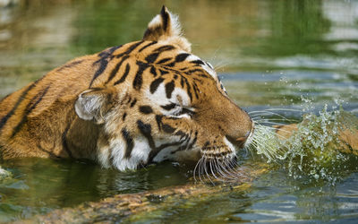Tiger swimming wallpaper