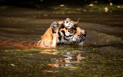 Tiger swimming in dirty water wallpaper