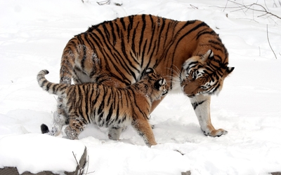 Tiger with her cub in the snow wallpaper