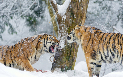 Tigers fighting wallpaper