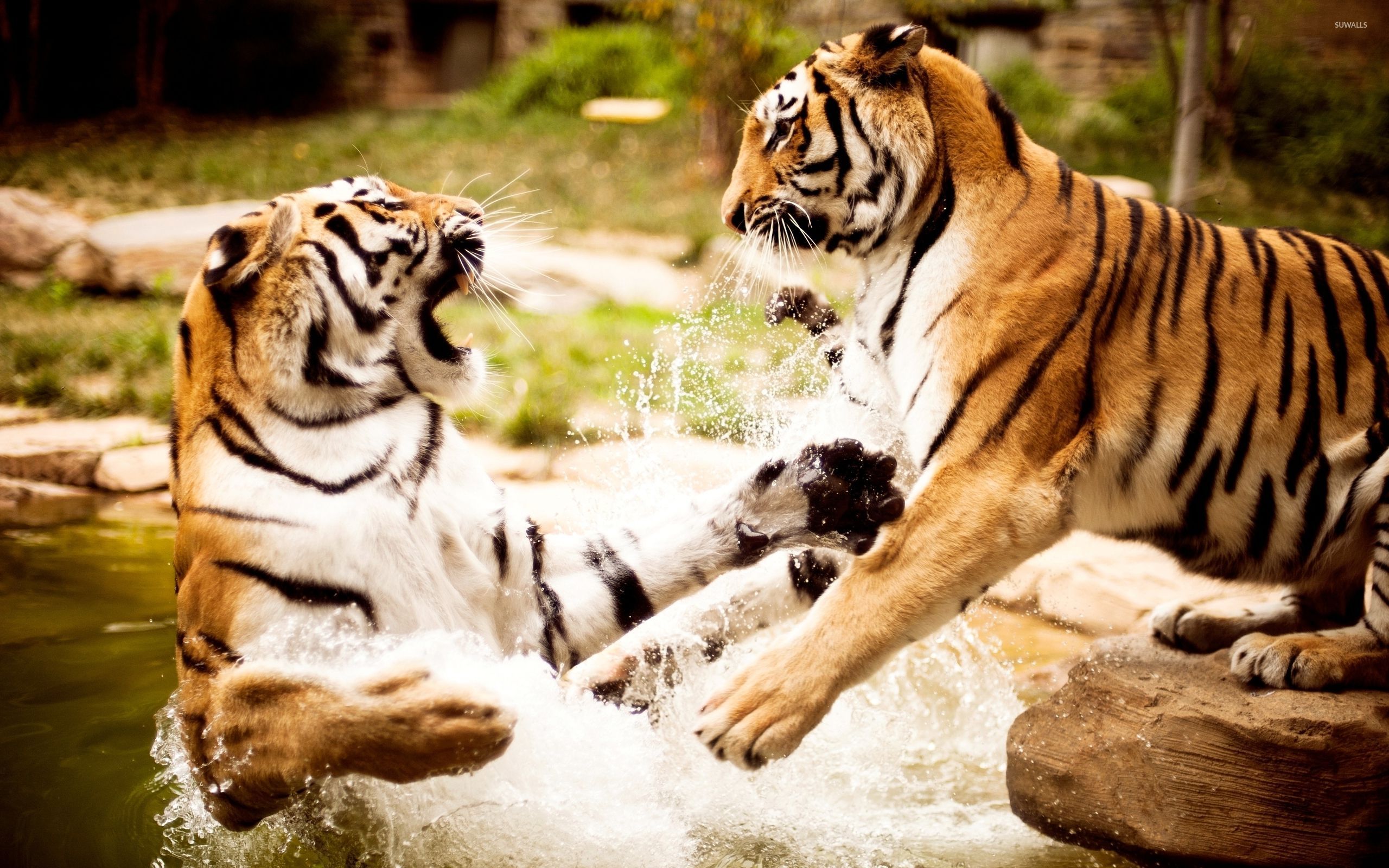 тигры tigers бесплатно