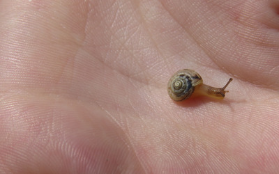 Tiny snail wallpaper