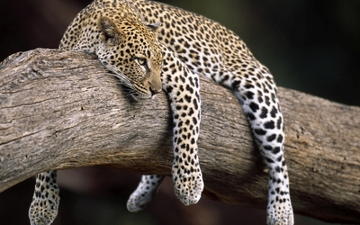 Tired leopard on a tree log wallpaper