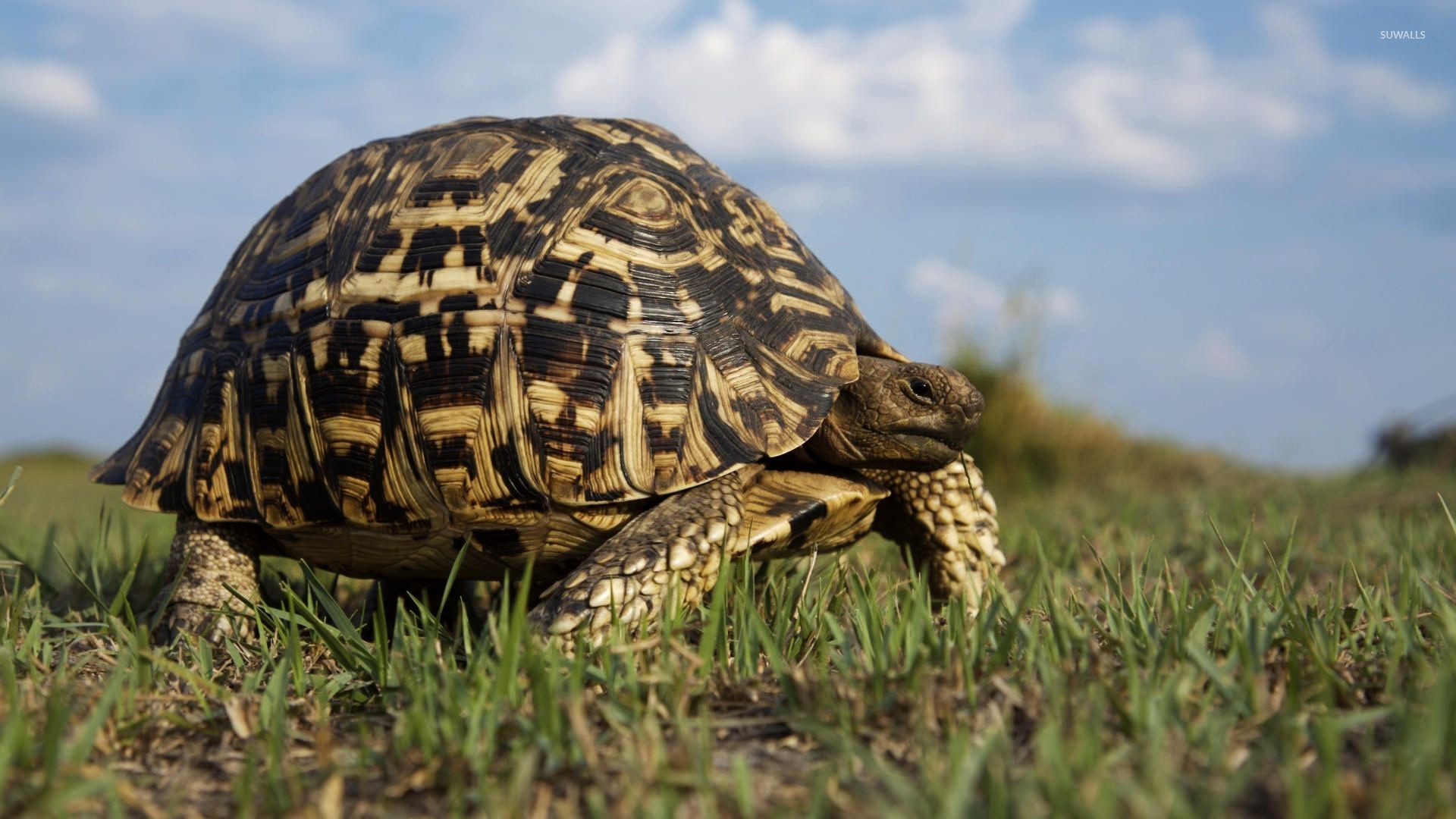 природа черепаха трава животное без смс