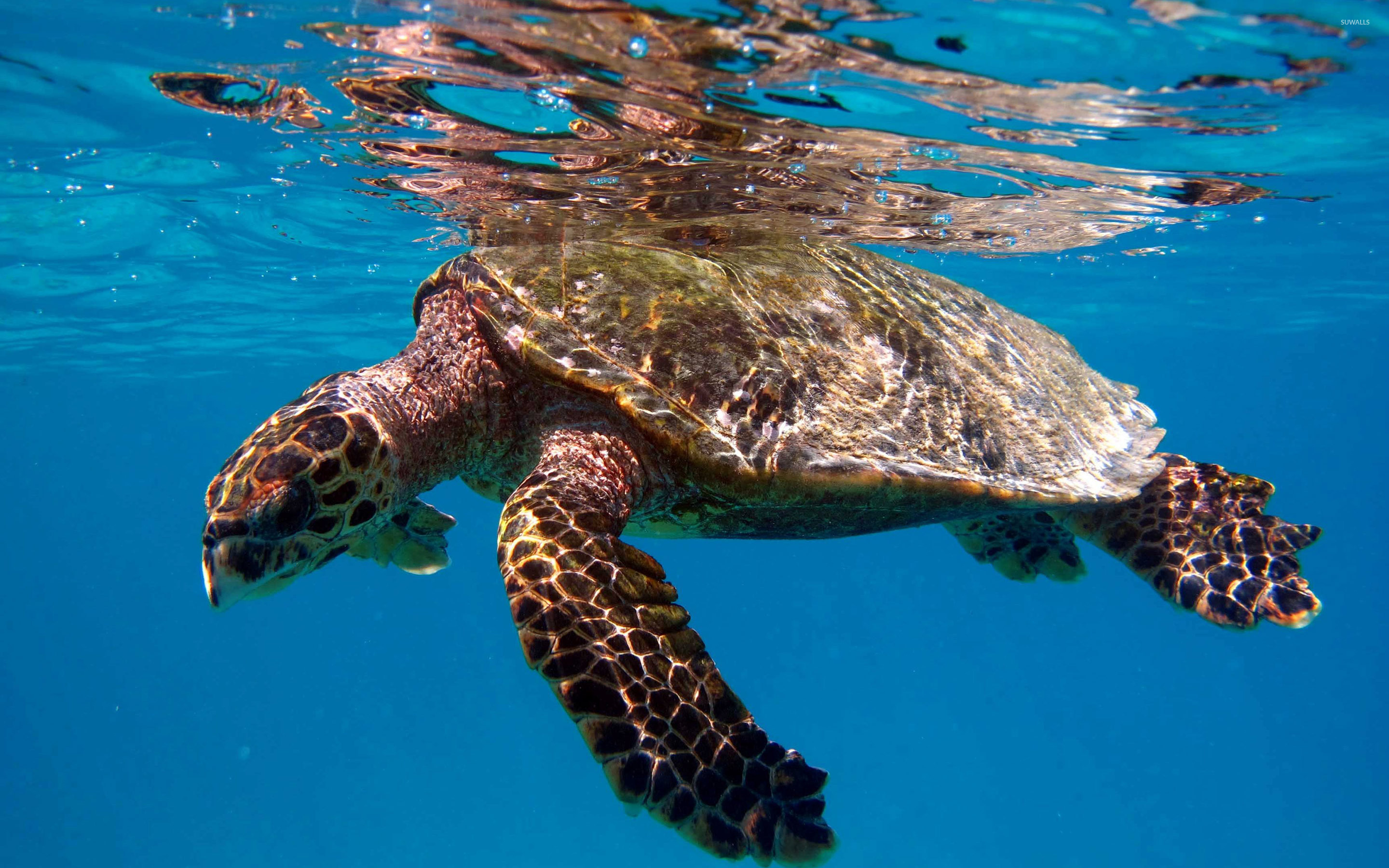 Turtle swimming in the clear blue water wallpaper - Animal wallpapers ...