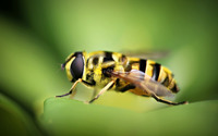 Wasp [2] wallpaper 2560x1600 jpg