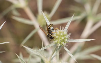 Wasp on a field eryngo blossom wallpaper