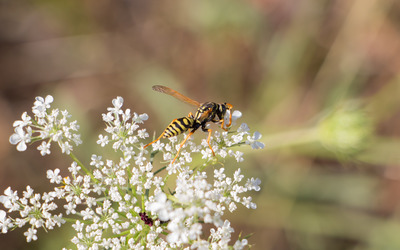 Wasp on a Milk Parsley wallpaper