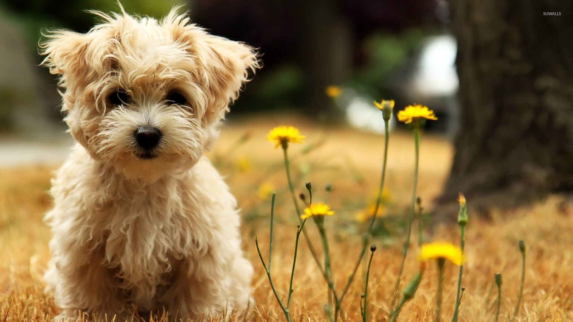 West Highland White Terrier Puppy Wallpaper Animal Wallpapers 19907