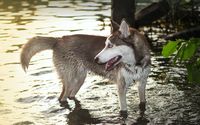 Wet Siberian Husky wallpaper 2560x1600 jpg