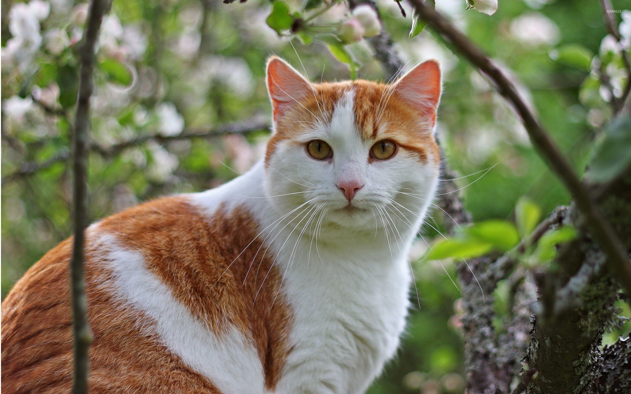 white-and-ginger-cat-wallpaper-animal-wallpapers-33784