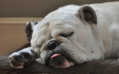 White Bulldog sleeping with the tongue out wallpaper