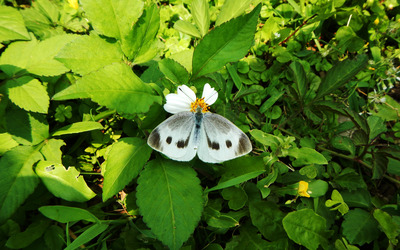White butterfly wallpaper