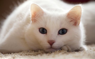 White cat wallpaper
