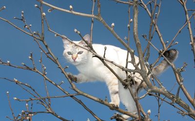 White cat in a tree wallpaper