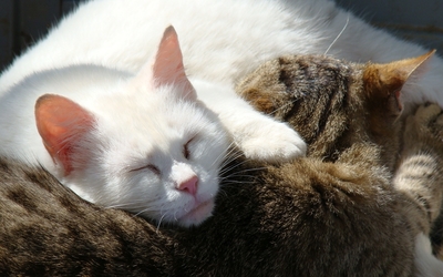White cat sleeping on a gray cat Wallpaper